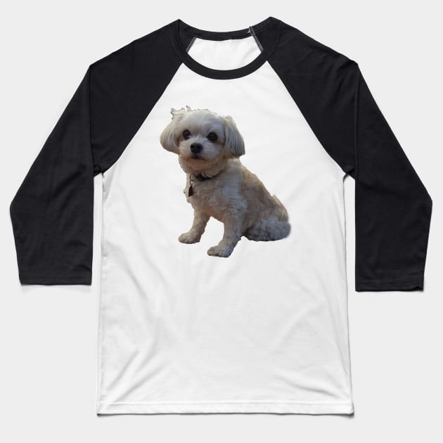 Mr Dexter the Maltese/Chiuahuah Baseball T-Shirt by Kaczmania